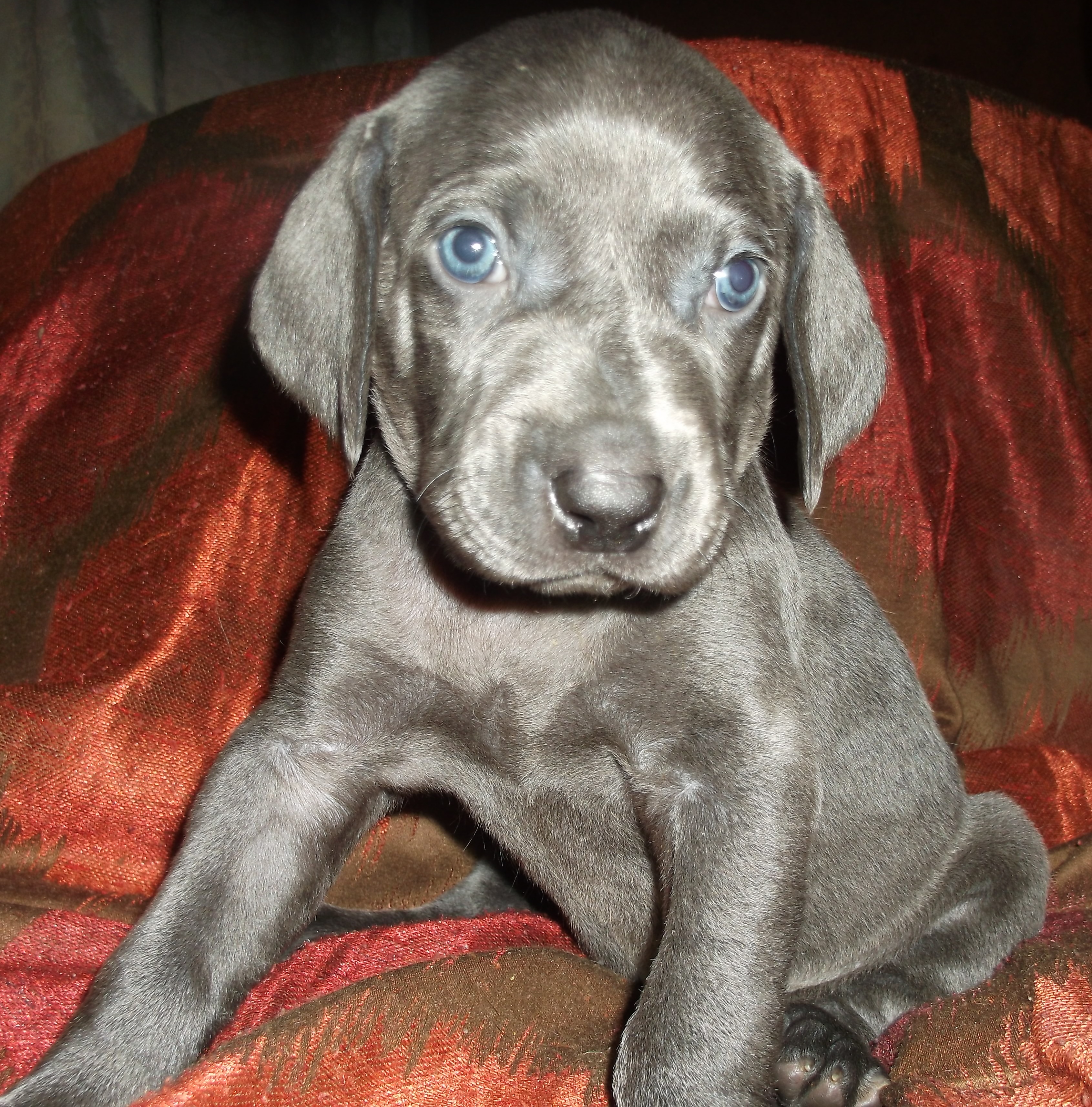 TracieBlue.com Breeders of Blue and Silver Weimaraners